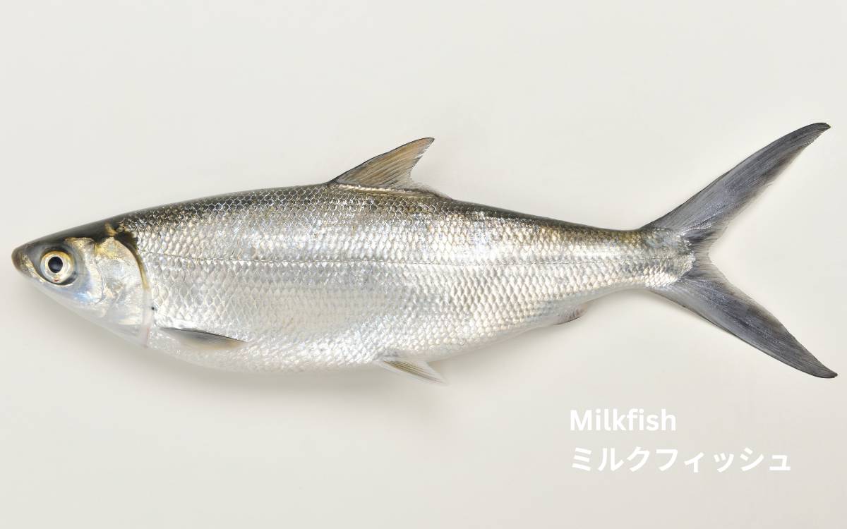milkfish-1