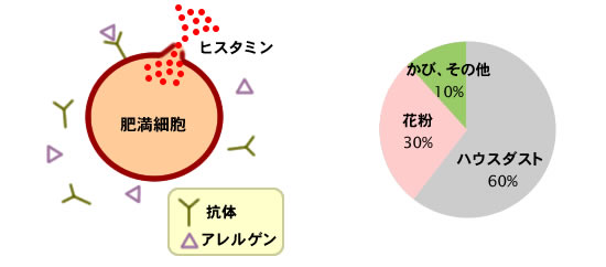 pollen-allergy 花粉症