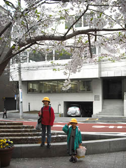 初めて東京で迎えた桜の季節、学校帰りの路上で。