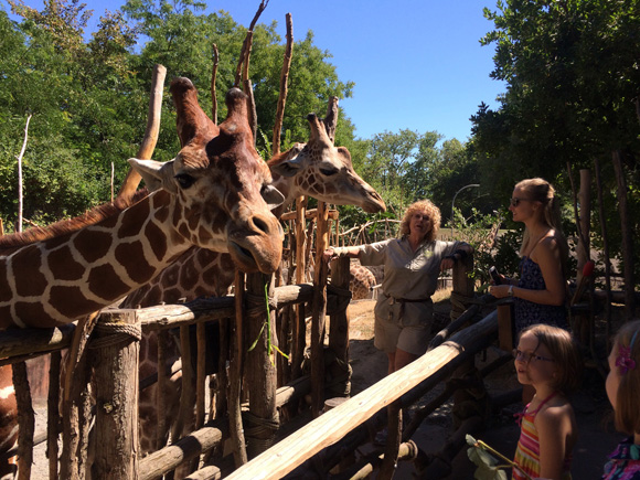 woodland-park-zoo-giraffe