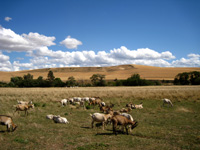 Monteillet Cheese