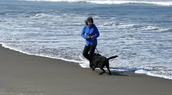 犬との旅