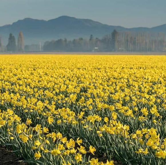 laconnerdaffodilfestival