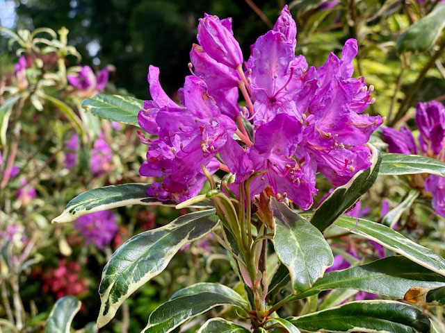第42回 シャクナゲ 石楠花 Rhododendron Junglecity Com