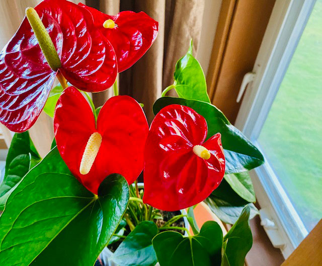 絶対的に華やかで、イケバナ展示会や講習会でたまに見かける印象的な真っ赤なハート型の花のアンスリウム（Anthurium）