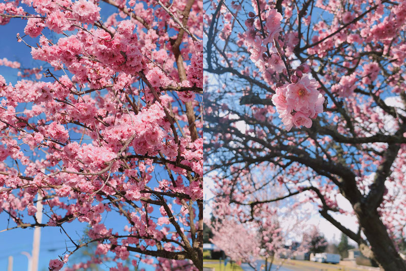 今日の写真は Shiro さんがご提供くださった、シアトルの北にあるエドモンズ市の桜です。