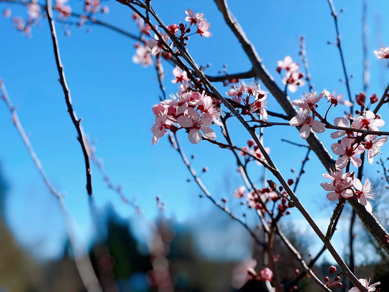 シアトル地域ではもう桜が咲き始めています。