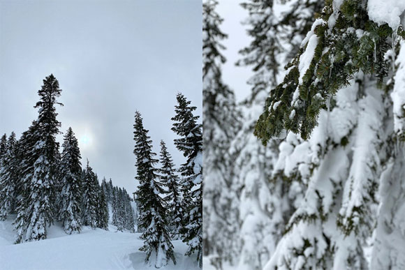 今シーズンはラ・ニーナ現象で大雪になるとの当初の予想通り、ワシントン州の山間部は例年を上回る大雪。