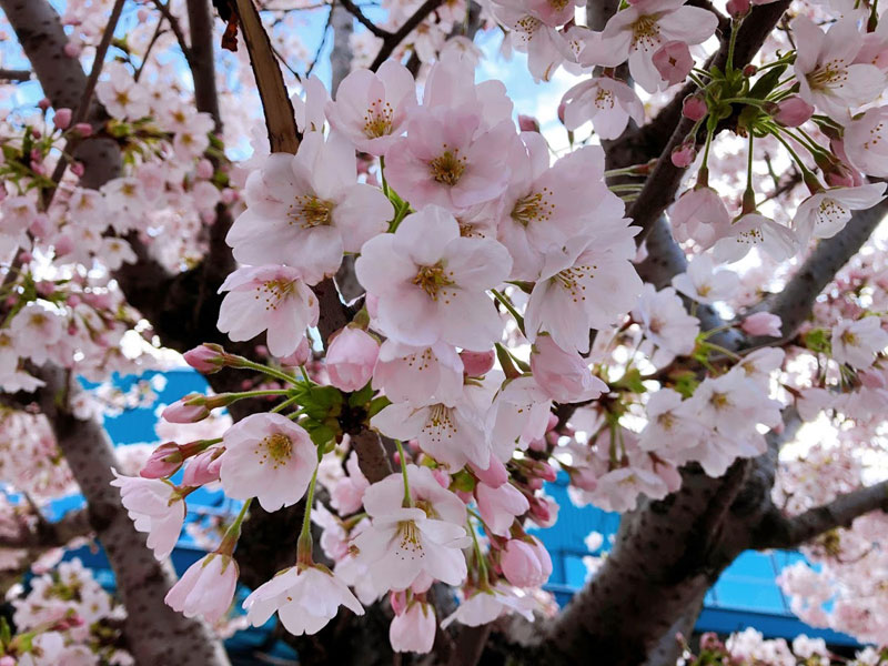 今日の写真は、Julie さんがご提供くださった、ウォーターフロントのピア66前に植えられている日米交易100周年記念の桜。