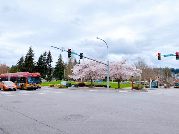今日の写真は Chiaki さんがご提供くださったレドモンド市のトランジットセンター近くにある桜です。