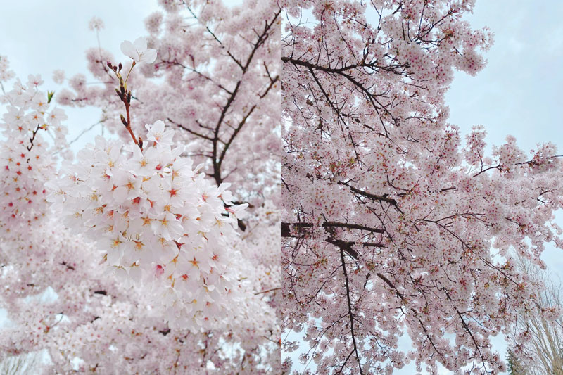 今日の写真は Chiaki さんがご提供くださったレドモンド市のトランジットセンター近くにある桜です。