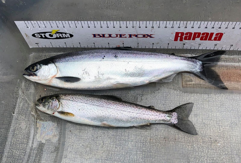 今日の写真は、シアトルの釣り師・光岡さんがレイク・カバナーで釣ったコカニー・サーモンとカットスロート・トラウト。