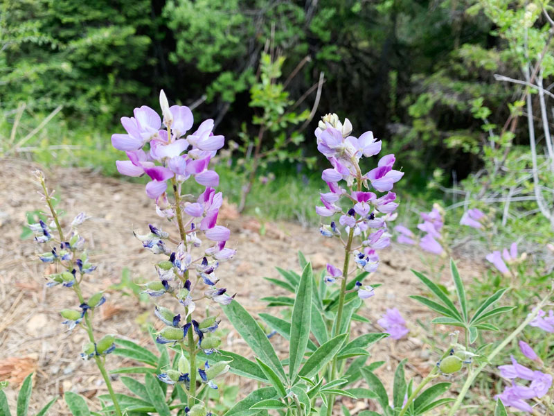 今日の写真は Izumi さんが提供してくださった、ワシントン州を東西に分断するカスケード山脈の峠の一つで標高4124フィート（約1256m）のブリューウィット・パスで見つけた植物たちです。