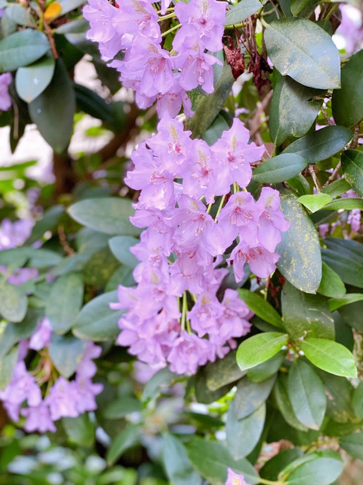 シアトルの北東のケンモア市にある、ワシントン州の花のシャクナゲ（rhododendron）とツツジ（azalea）の公園。