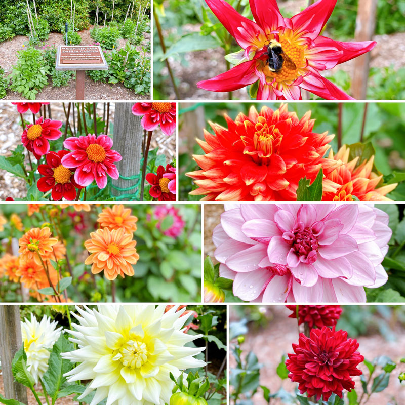 キャピトル・ヒルのボランティア・パークにあるダリア・ガーデンでは、色も形もさまざまなダリアが咲き始めています。