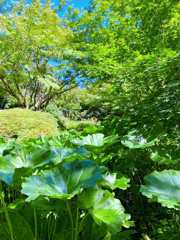 ベルビュー市にあるボタニカル・ガーデンには、大阪府八尾市との姉妹都市提携を祝う八尾庭園があります。