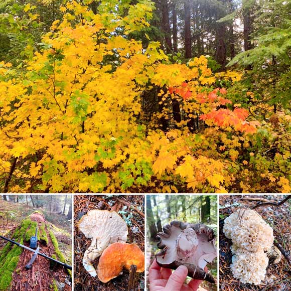 スノコルミー・パスの森林は、マツタケには遅かったそうですが、珍しいハナビラタケ（Cauliflower mushroom）などが見つかったそうです。