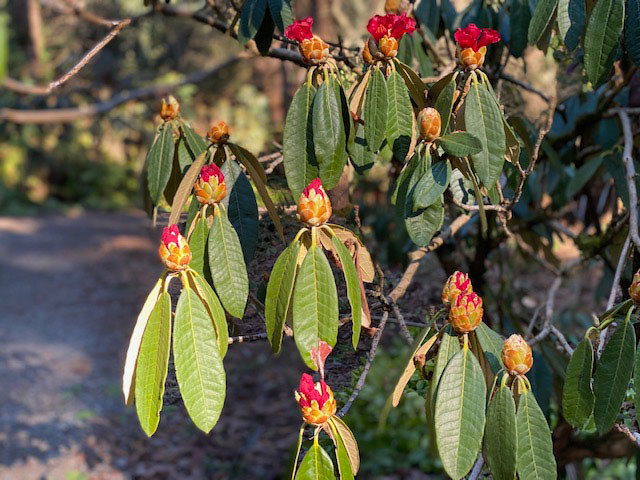 Rhododendrons Species Botanical Garden