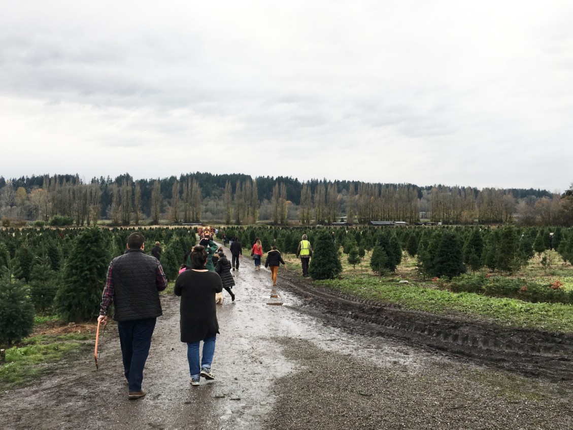 christmas-tree-farm-1