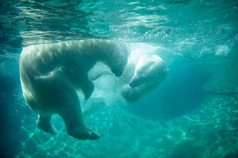 ホッキョクグマの双子、タコマ市のポイント・デファイアンス動物園＆水族館へ